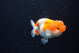 Juvenile Lionchu  Red White 3.5 Inch (ID#1126R11b-11) Free2Day SHIPPING