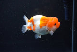 Juvenile Lionchu  Red White 3.5 Inch (ID#1126R11b-11) Free2Day SHIPPING