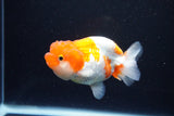 Juvenile Lionchu  Red White 3.5 Inch (ID#1126R11b-11) Free2Day SHIPPING