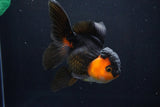 Thai Oranda  Red Black 5 Inch (ID#1025To6c-106)