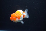 Juvenile Lionchu  Red White 3.5 Inch (ID#1126R11b-11) Free2Day SHIPPING