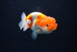 Juvenile Lionchu  Red White 3.5 Inch (ID#1126R11b-11) Free2Day SHIPPING