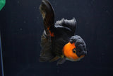 Thai Oranda  Red Black 5 Inch (ID#1025To6c-106)