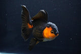 Thai Oranda  Red Black 5 Inch (ID#1025To6c-106)