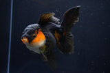 Thai Oranda  Red Black 5 Inch (ID#1025To6c-106)