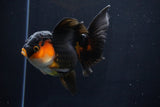 Thai Oranda  Red Black 5 Inch (ID#1025To6c-106)