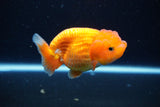 Juvenile Lionchu  Red White 3.5 Inch (ID#1126R11b-12) Free2Day SHIPPING