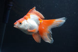 Ryukin Long Tail Red White 4.5 Inch (ID#0113Ry7b-6) Free2Day SHIPPING