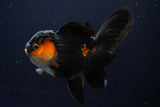 Thai Oranda  Red Black 5 Inch (ID#1025To6c-106)