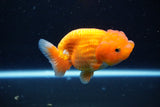 Juvenile Lionchu  Red White 3.5 Inch (ID#1126R11b-12) Free2Day SHIPPING