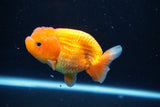 Juvenile Lionchu  Red White 3.5 Inch (ID#1126R11b-12) Free2Day SHIPPING