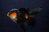 Thai Oranda  Red Black 5 Inch (ID#1025To6c-106)