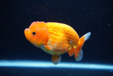 Juvenile Lionchu  Red White 3.5 Inch (ID#1126R11b-12) Free2Day SHIPPING