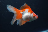 Ryukin Long Tail Red White 4.5 Inch (ID#0113Ry7b-6) Free2Day SHIPPING