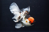 Thai Oranda  Tricolor 6 Inch (ID#1025To6c-107)