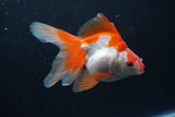 Ryukin Long Tail Red White 4.5 Inch (ID#0113Ry7b-6) Free2Day SHIPPING