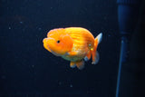 Juvenile Lionchu  Red White 3.5 Inch (ID#1126R11b-12) Free2Day SHIPPING