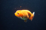 Juvenile Lionchu  Red White 3.5 Inch (ID#1126R11b-12) Free2Day SHIPPING