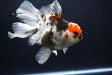 Thai Oranda  Tricolor 6 Inch (ID#1025To6c-107)