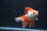 Ryukin Long Tail Red White 4.5 Inch (ID#0113Ry7b-6) Free2Day SHIPPING