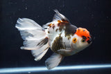 Thai Oranda  Tricolor 6 Inch (ID#1025To6c-107)