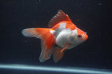 Ryukin Long Tail Red White 4.5 Inch (ID#0113Ry7b-6) Free2Day SHIPPING