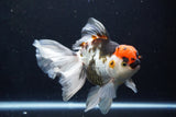 Thai Oranda  Tricolor 6 Inch (ID#1025To6c-107)