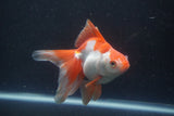 Ryukin Long Tail Red White 4.5 Inch (ID#0113Ry7b-6) Free2Day SHIPPING