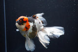 Thai Oranda  Tricolor 6 Inch (ID#1025To6c-107)