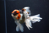 Thai Oranda  Tricolor 6 Inch (ID#1025To6c-107)