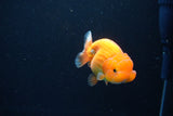 Juvenile Lionchu  Red White 3.5 Inch (ID#1126R11b-12) Free2Day SHIPPING