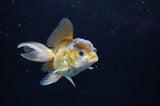 Juvenile Thai Oranda  Bronze 3.5 Inch (ID#418T13b-78) Free2Day SHIPPING