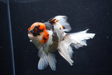 Thai Oranda  Tricolor 6 Inch (ID#1025To6c-107)