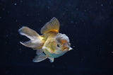 Juvenile Thai Oranda  Bronze 3.5 Inch (ID#418T13b-78) Free2Day SHIPPING