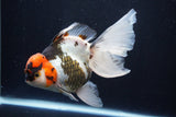 Thai Oranda  Tricolor 6 Inch (ID#1025To6c-107)