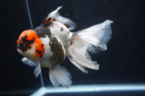 Thai Oranda  Tricolor 6 Inch (ID#1025To6c-107)