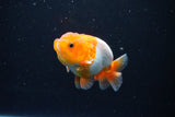 Juvenile Lionchu  Red White 3.5 Inch (ID#1126R11b-13) Free2Day SHIPPING