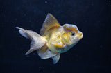 Juvenile Thai Oranda  Bronze 3.5 Inch (ID#418T13b-78) Free2Day SHIPPING