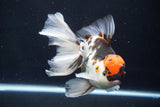 Thai Oranda  Tricolor 6 Inch (ID#1025To6c-107)