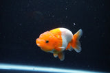 Juvenile Lionchu  Red White 3.5 Inch (ID#1126R11b-13) Free2Day SHIPPING