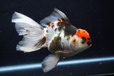 Thai Oranda  Tricolor 6 Inch (ID#1025To6c-107)