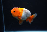 Juvenile Lionchu  Red White 3.5 Inch (ID#1126R11b-13) Free2Day SHIPPING