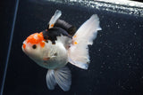 Thai Oranda  Tricolor 6 Inch (ID#1025To6c-108)