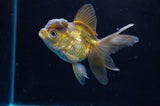 Juvenile Thai Oranda  Bronze 3.5 Inch (ID#418T13b-78) Free2Day SHIPPING