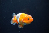 Juvenile Lionchu  Red White 3.5 Inch (ID#1126R11b-13) Free2Day SHIPPING