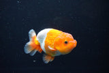 Juvenile Lionchu  Red White 3.5 Inch (ID#1126R11b-13) Free2Day SHIPPING