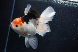 Thai Oranda  Tricolor 6 Inch (ID#1025To6c-108)