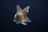 Juvenile Thai Oranda  Bronze 3.5 Inch (ID#418T13b-78) Free2Day SHIPPING