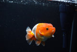 Juvenile Lionchu  Red White 3.5 Inch (ID#1126R11b-13) Free2Day SHIPPING