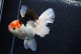 Thai Oranda  Tricolor 6 Inch (ID#1025To6c-108)